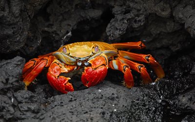 le crabe, la faune sauvage, les falaises, le Cancer productus