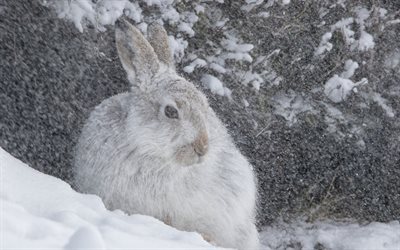 white hare, snow, winter, stone, forest animals, wildlife