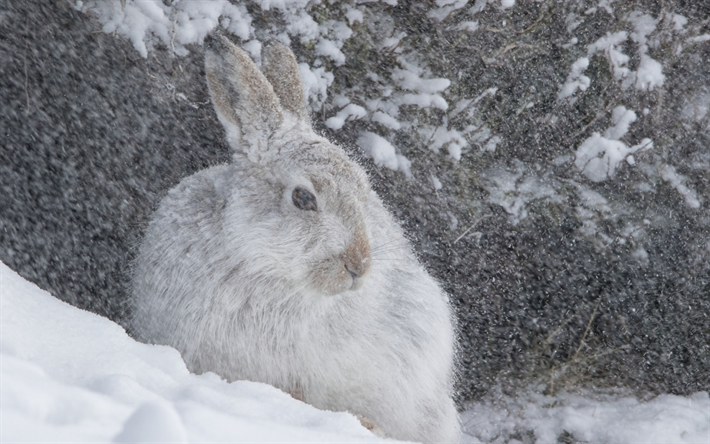 beyaz tavşan, kar, kış, taş, orman hayvanları, yaban hayatı