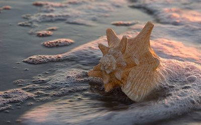 large seashell, coast, sea, sand, sunset, orange seashell