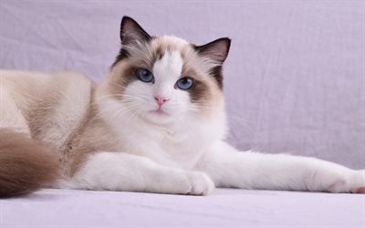 4k, Ragdoll Cat, pets, blue eyes, cute animals, cats, Ragdoll