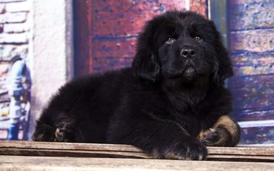 Tibetan Mastiff, pets, puppy, dogs, Canis lupus familiaris, cute animals