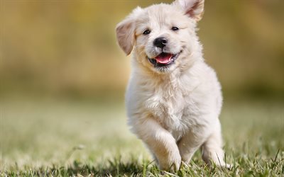 Golden retriever cucciolo, 4k, cane di piccola taglia, animali simpatici, piccoli retriever