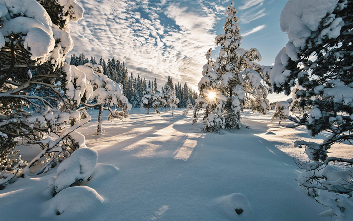 norwegen, strahlen der sonne, winter, schneewehen, sch&#246;ne natur, b&#228;ume unter dem schnee
