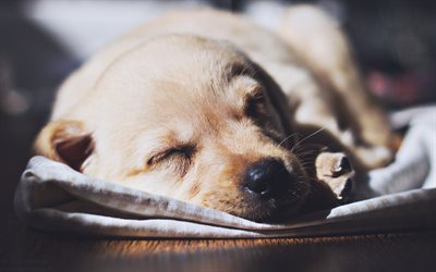 Small labrador, sleeping puppy, cute animals, Golden Retriever, dogs, pets, labradors, Golden Retriever Dog