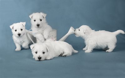 white little puppies, terriers, small dogs, cute animals, family, puppies, dogs