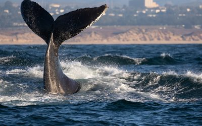 whale, ocean, waves, sea inhabitants, whale tail
