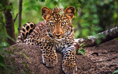leopard cub, bokeh, petit léopard, la jungle, close-up, le prédateur, le léopard, Panthera pardus