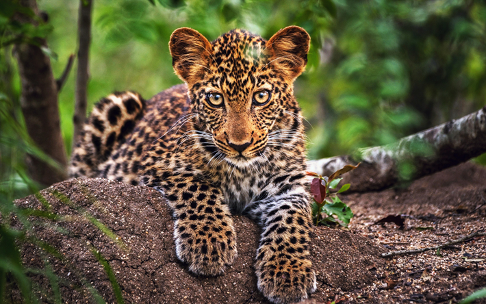leopardo cub, bokeh, peque&#241;o leopardo, de la selva, cerca de depredador, leopardo Panthera pardus