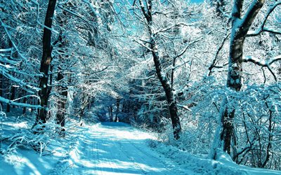 winter, snowy road, forest, snowdrifts, blue snow, HDR, beautiful nature