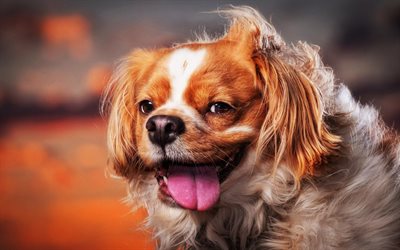 Pekingese, close-up, fluffy dog, brown pekingese, cute dog, pets, cute animals, dogs, Pekingese Dog