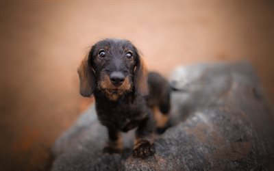 dachshund, little cute puppy, cute little dogs, pets, autumn