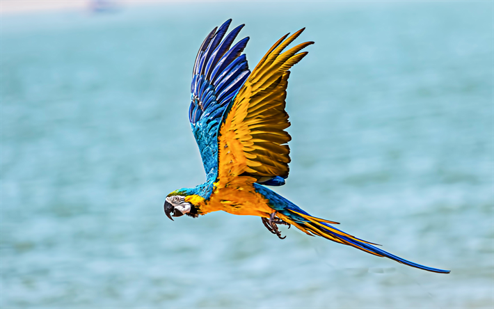 volo di ara, 4k, mare, bokeh, pappagalli, ara, uccelli esotici, pappagalli colorati, Ara