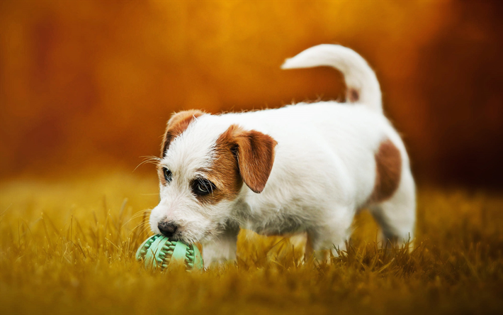 Jack Russell Terrier, puppy, pets, bokeh, puppy with ball, dogs, cute animals, Jack Russell Terrier Dog