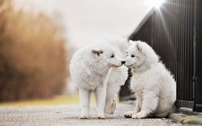 Samoyed, two puppy, white dogs, cute animals, puppies, furry dog, dogs, pets, Samoyed Dog