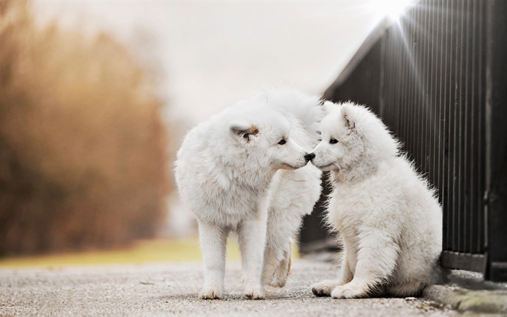 Samoyed, two puppy, white dogs, cute animals, puppies, furry dog, dogs, pets, Samoyed Dog