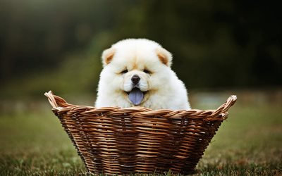 Chow Chow in basket, puppy, close-up, furry dog, blue tongue, Chow Chow, pets, small Chow Chow, green grass, Songshi Quan, dogs, Chow Chow Dog