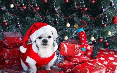 White puppy, New Year, Santa, Christmas, cute little animals, dogs, Christmas costumes for dogs