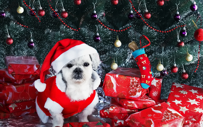 ダウンロード画像 白のパピー 新年 サンタ クリスマス かわいい小動物 犬 クリスマスコスチュームに身を包犬のための フリー のピクチャを無料デスクトップの壁紙