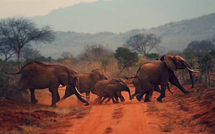 elefantenherde, afrika, wildtiere, wilde tiere, elefanten, afrikanische elefanten, elefantenbaby