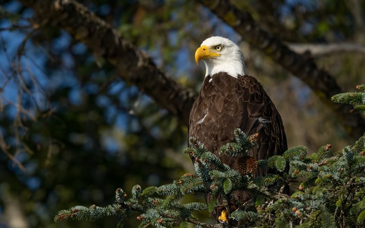 bald eagle, bird of prey, USA symbol, birds of North America, eagle, wildlife