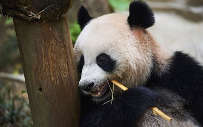 panda, big bear, panda eating tree, cute animals, pandas, wildlife