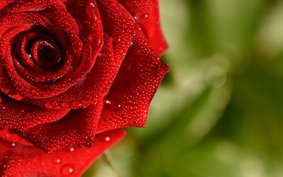 rosa vermelha, orvalho, flores vermelhas, gotas de &#225;gua, macro, lindas flores, bokeh, bot&#245;es vermelhos, rosas