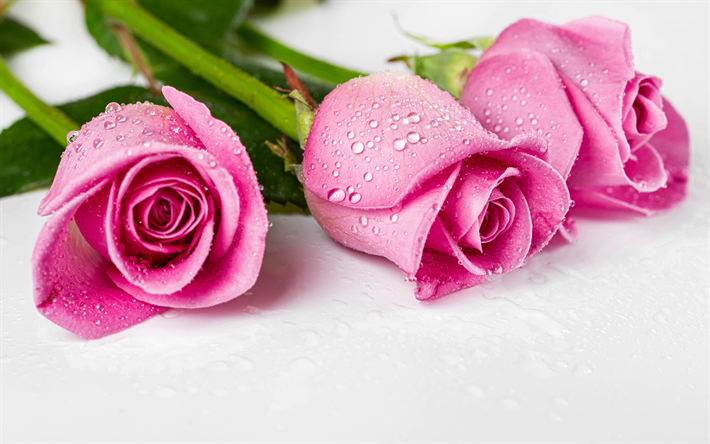 Download wallpapers pink roses, drops of water on rose, pink flowers, roses  on a white background, roses, three roses, background with roses for  desktop free. Pictures for desktop free