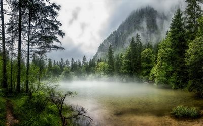 nevoeiro, floresta, lago, nevoeiro sobre floresta, &#225;rvores verdes, ambiente, manh&#227;, lindo lago