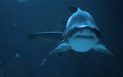 shark, underwater, ocean, dangerous animals, predator