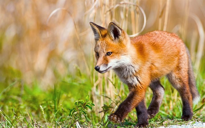 fox, cub, wildlife, saalistajat, ruoho