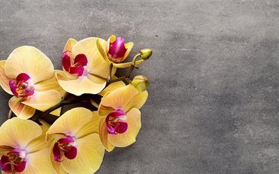 gul orkid&#233;er, tropiska blommor, orkid&#233;er gren, gul blomma, orchid
