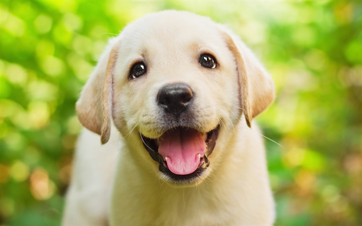 ダウンロード画像 ゴールデンレトリーバー マズル 小さなラブラドール 子犬 ペット Labradors 犬 リー フリー のピクチャを無料デスクトップの壁紙