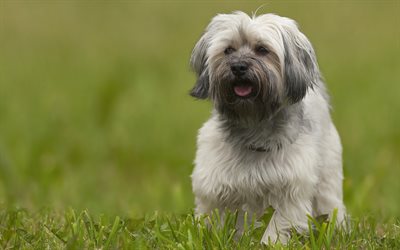 Lhasa Apso, 4K, fluffy puppy, small dog, green grass, dog breeds, Tibet