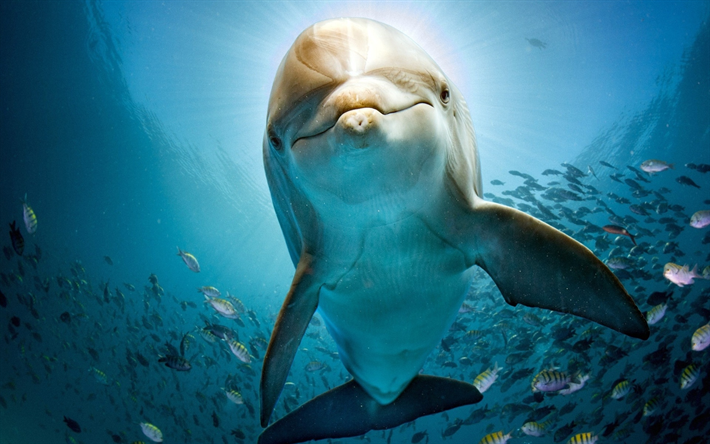 dolphin, undereater, wildlife, sea, Delphinidae