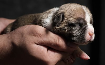 little cute puppy, pet, small dog in the hands, puppies