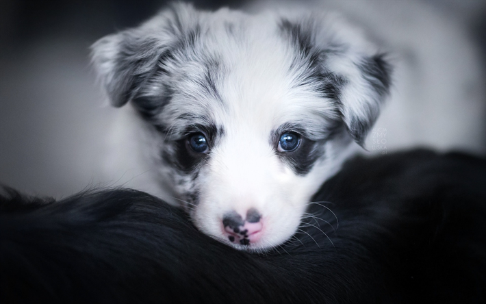 Australian Shepherd Dog, liten valp, bl&#229; &#246;gon, liten hund, Aussie, hundraser