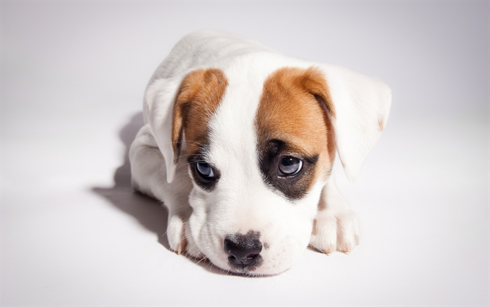 Pit Bull, filhote de cachorro, Pit Bull Terrier, animais de estima&#231;&#227;o, animais fofos, cachorros, Pit Bull Dog