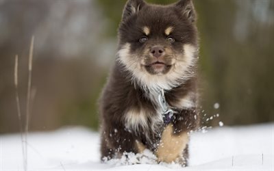 Finnish Lappphund, winter, puppy, pets, lappphund, dogs, cute animals, Finnish Lappphund Dog
