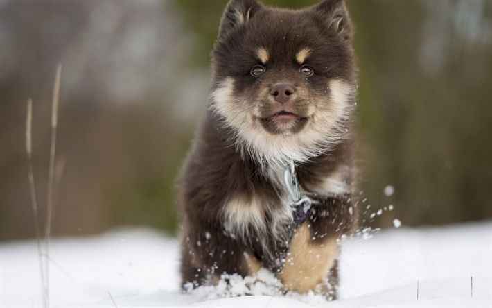 ダウンロード画像 フィンランドのlappphund 冬 子犬 ペット Lappphund 犬 かわいい動物たち フィンランドのlappphund犬 フリー のピクチャを無料デスクトップの壁紙