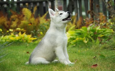 Siberian Husky, small white puppy, small dog, dog breeds, pets, green grass