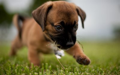 Amstaff, lawn, puppy, pets, cute animals, American Staffordshire Terrier, dogs, American Staffordshire Terrier Dog