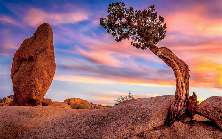 kivet, sunset, illalla, kivi&#228;, California, USA, Joshua Tree National Park, Mojave desert