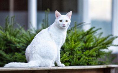 Turkish Angora, bokeh, cats, white cat, pets, close-up, Turkish Angora Cat