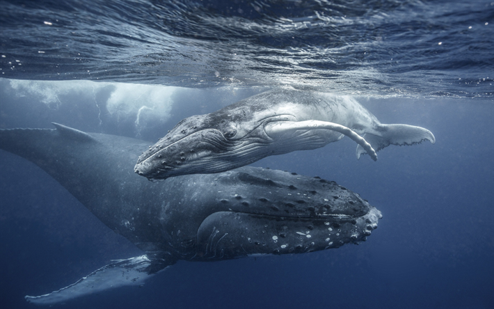 Les baleines &#224; bosse, baleines &#224; fanons, monde sous-marin, petite baleine, maman et son petit, les baleines, Megaptera novaeangliae
