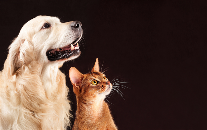 ダウンロード画像 復猫 ゴールデンレトリーバー ラブラドール 犬 猫 友情の概念 かわいい動物たち ペット 猫 犬 フリー のピクチャを無料デスクトップの壁紙