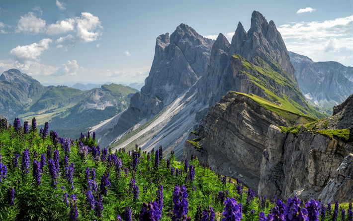 Alpi, montagne, fiori di montagna viola, paesaggio di montagna, fiori di montagna, primavera, catena montuosa