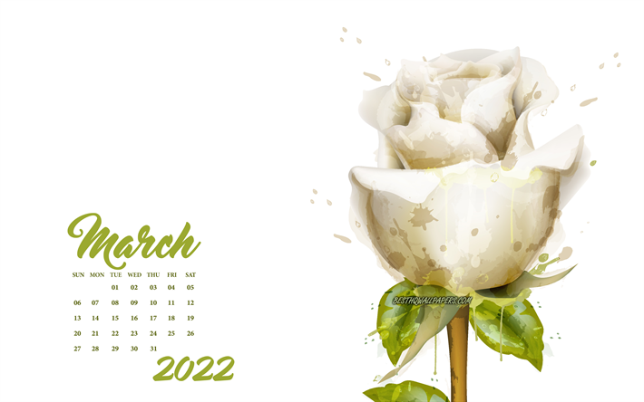 2022 March Calendar, 4k, white rose, white background, 2022 spring calendars, March 2022 Calendar, 2022 concepts
