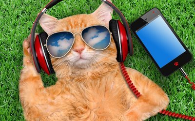 gatto zenzero, una grande vita, smartphone, verde, erba, gatto felice