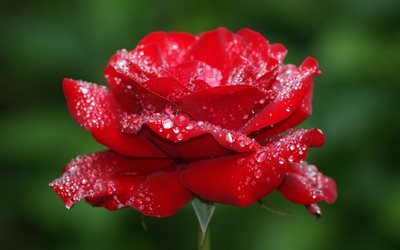 rosa rossa, blur, gocce di rugiada, close-up, rose